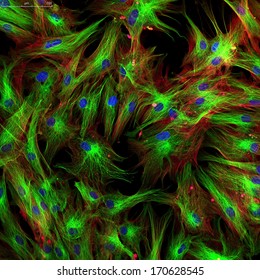 Fibroblasts (skin  cells) labeled with fluorescence dyes. This image was taken with a digital camera on a confocal microscope. 