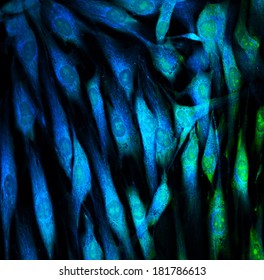 Fibroblasts (skin  cells) labeled with fluorescent dyes