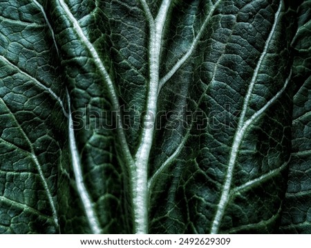 Fibrous leaf texture background in dark green color