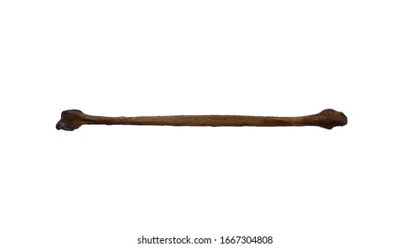 Fibula Images, Stock Photos & Vectors | Shutterstock