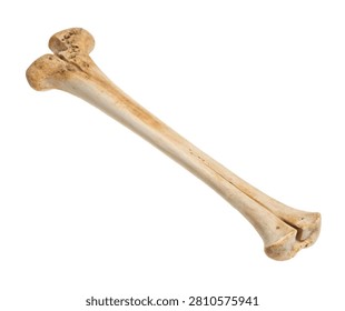 Fibula Slender Fibula Bone Shown In Side Profil Isolated On White Background