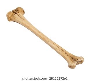 Fibula Slender Fibula Bone Shown In Side Profil Isolated On White Background
