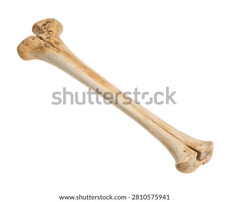 Fibula Slender Fibula Bone Shown In Side Profil Isolated On White Background
