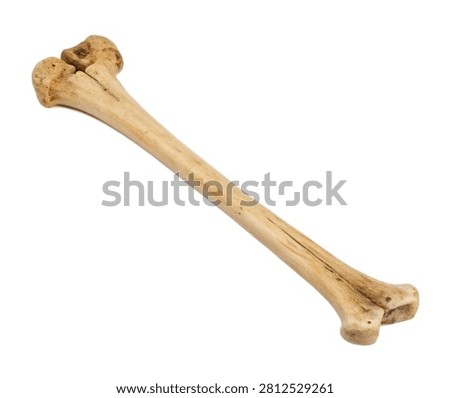 Fibula Slender Fibula Bone Shown In Side Profil Isolated On White Background