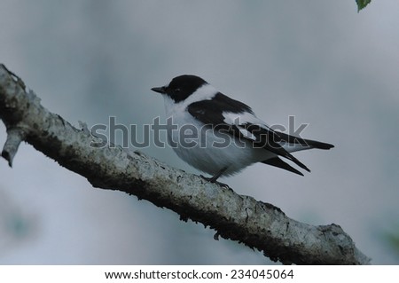 Similar – European Pied Flycatcher