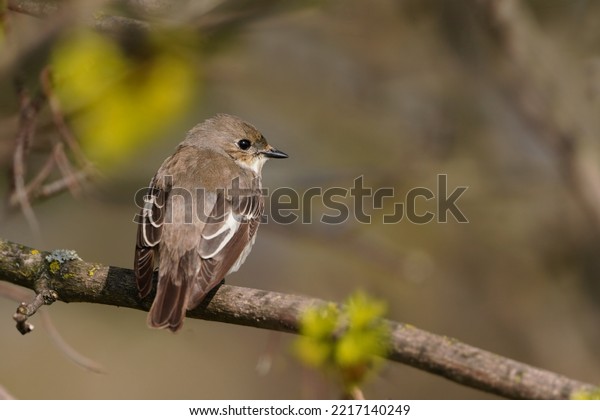 Ficedula hypoleuca.
European pied flycatcher female sitting on the branch. Song bird in
the natural
environment.