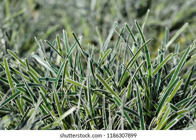 Ficinia Ice Crystal Grass - Latin Name - Ficinia Truncata Ice Crystal