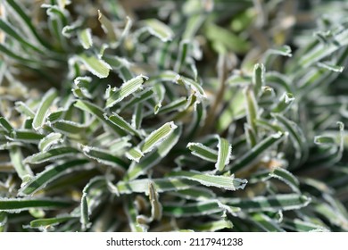 Ficinia Ice Crystal Leaves - Latin Name - Ficinia Truncata Ice Crystal