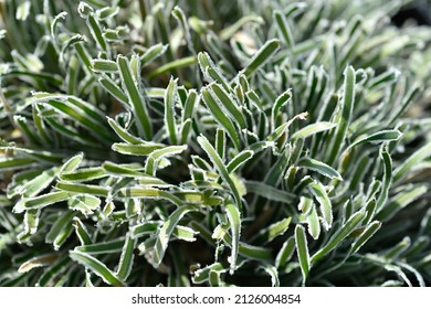 Ficinia Ice Crystal Leaves - Latin Name - Ficinia Truncata Ice Crystal