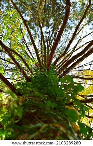 fickle tree in wroclaw park