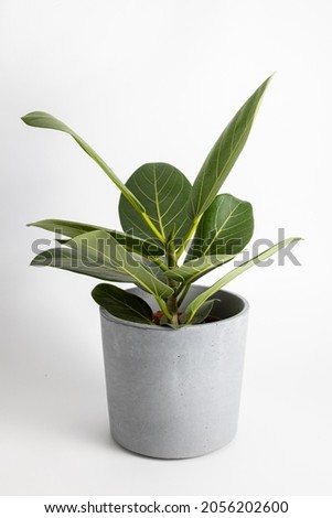 Ficus Altissima Variegated benghalensis Beautiful plant on white background isolated, green plant leaves at home