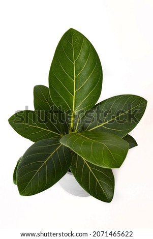 Ficus Altissima Variegated benghalensis Beautiful Leaf on white background isolated, green plant leaves 