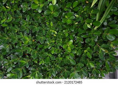 Ficus Annulata Dark Green Leaves, Quite Round, Glossy Leaves, Smooth Edges, Popularly Used To Trim Bushes Into Various Shapes. Or Used To Make A Fence, Fence, Wall Of The House.(Ficus Retusa L. Var). 