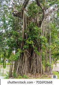 Ficus Benghalensis