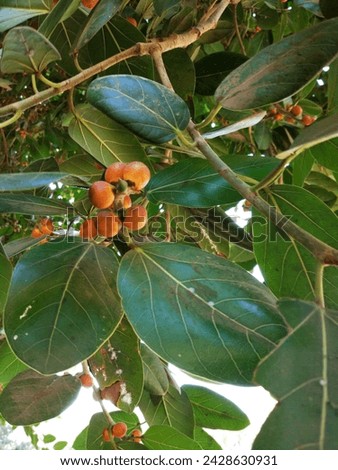 Ficus Benghalensis - Banyan tree 