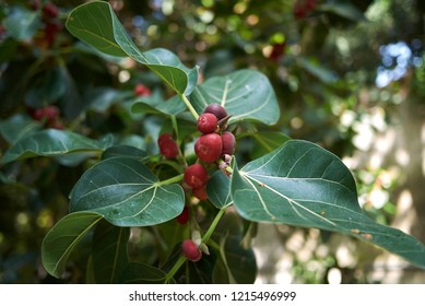 Ficus Benghalensis Branch With Figs