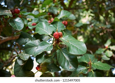 Ficus Benghalensis Branch With Figs