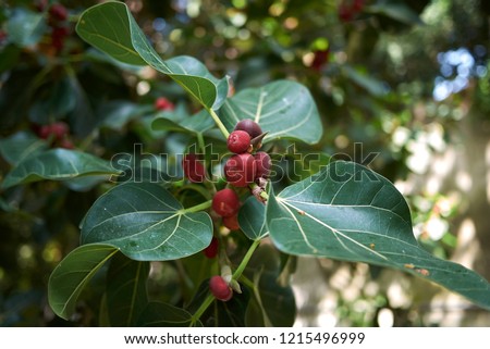 Ficus benghalensis branch with figs