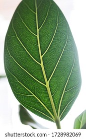 Ficus Benghalensis Leaf Close Up.