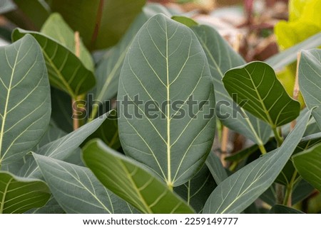 Ficus benghalensis “Audrey”. This plant originally comes from the tropics of India. It is a popular houseplant worldwide.