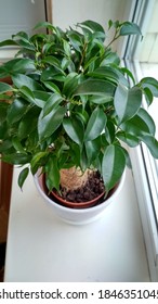 Ficus Benjamin flower in white pot at the window 