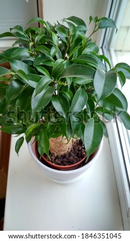 Ficus Benjamin flower in white pot at the window 