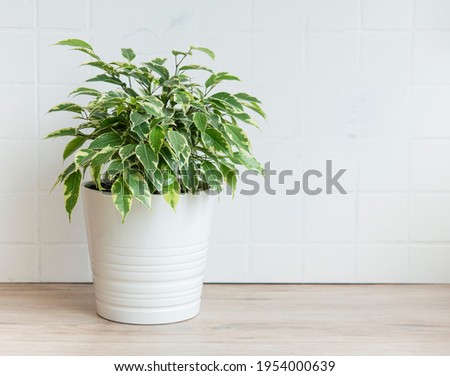 Ficus benjamin on the table, house plants