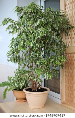 Ficus Benjamin in a pot in an indoor garden.