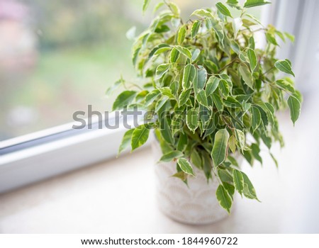 Ficus Benjamin in the pot standing in the window seal. Urban jungle concept. Natural air purifier.Houseplant portrait.
