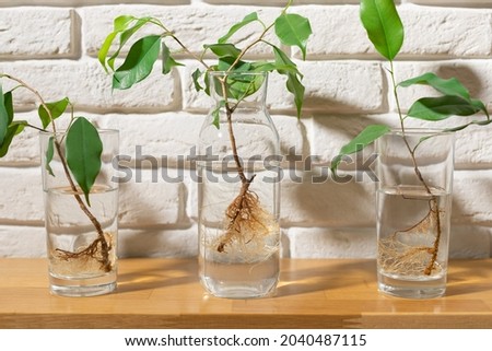 ficus benjamin seedlings with roots in glasses of water against white brick wall. Propagating indoor plants. close-up