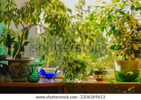 
Ficus benjamina, commonly known as weeping fig, benjamin fig or ficus tree in a pot. The flower stands on the windowsill in a flowerpot. View through the window in the background.