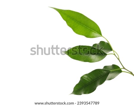 Similar – Image, Stock Photo Close up young evergreen pine tree branches with long its needles in the forest or park on sunny day. Christmas, New year gift card. Coniferous lush fir. Festive natural background