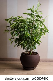 Ficus Benjamina Tree Or Weeping Fig In Brown Pot