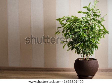 Ficus Benjamina tree or weeping fig in brown pot