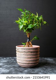 Ficus Benjamina Twist Process. How To Weave Weeping Fig Plant Stem At Home. Grey And Black Background.