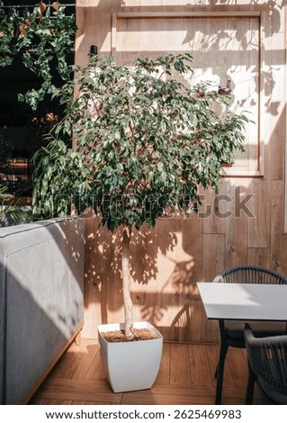 ficus benjamina under the sunlight with shadows on the wall background. Trending indoor plants. House plants care concept.
