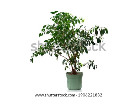 Ficus benjamina or Weeping fig houseplant on green pot isolated on white background. Green benjamin plant for decoration interior the house.