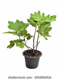 Ficus Carica (Alma) Tree, Fig Tree In Black Plastic Pot Isolated On White Background    