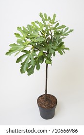 Ficus Carica Brown Turkey