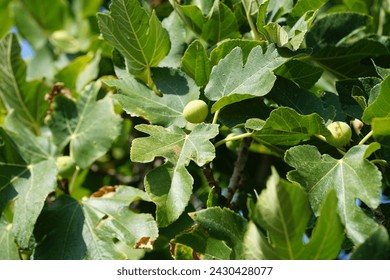 Ficus carica with fruits grows in August. The fig is the edible fruit of Ficus carica, a species of small tree in the flowering plant family Moraceae. Rhodes Island, Greece