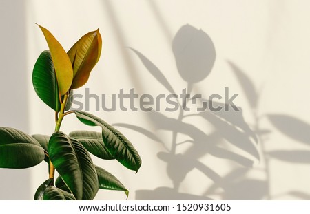 Ficus elastic plant rubber tree on a light background. Shadow of focus on the wall. Close up.