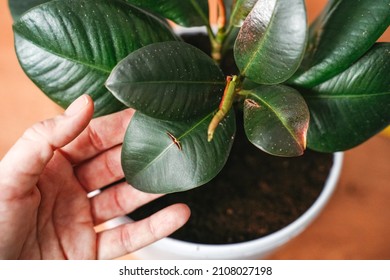 ficus elastic or rubber-bearing with damaged leaves, plant diseases, plant care, a woman's hand holds a broken leaf.
