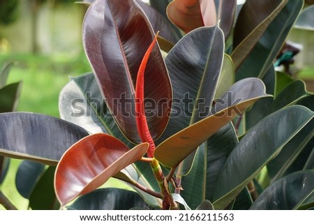 Ficus elastica (Also known as the rubber fig, rubber bush, rubber tree) in nature. The latex of Ficus elastica is an irritant to the eyes and skin and is toxic if taken internally