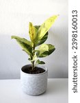 Ficus elastica moonshine (rubber tree) houseplant with variegated green and yellow leaves. Isolated on a white background. Portrait orientation.