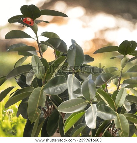 Ficus elastica (Moraceae), also known as the rubber tree, is a widespread green plant that reaches a height of 30 m. The leaves are 7 to 20 cm long, with smooth edges and a blunt tip.