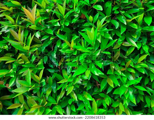 Ficus Elastica Nature Background Concept Stock Photo 2208618353 ...