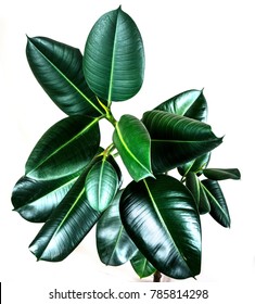 ficus elastica plant with isolated white background leaf - leaf shine spray