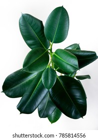 ficus elastica plant with isolated white background leaf