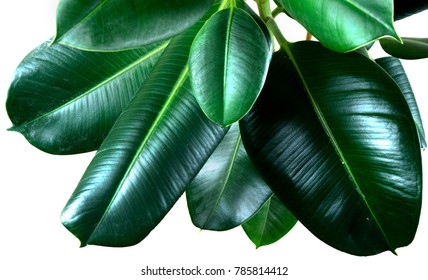 ficus elastica plant leafs with isolated white background 