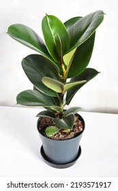 Ficus elastica robusta houseplant, commonly known as a rubber tree, with shiny round green leaves. Whole plant in a gray pot. Isolated on a white background.